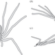 Illustration for article titled Good Lord, Scientists Have Discovered Skydiving Spiders in the Jungles of South America